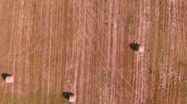 Buğday tarlasında hasattan sonra yuvarlak saman balyaları. Tarım ve tarım