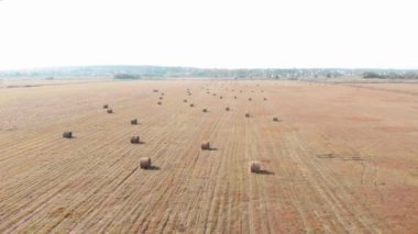 Sahada saman yığınları. Tarım tarlasında altın sarısı yuvarlak buğday balyaları