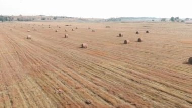 Samanlıklarla dolu bir tarla. Eğimli alanda saman yığınları. Kırsalda hasat.