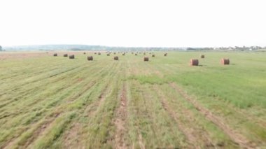Yeşil çimenli saman yığınları. Büyük tarlada saman ruloları. Hasat ve tarım
