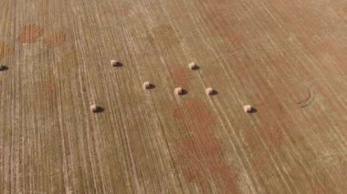 Büyük bir tarla ve biçilmiş saman yığınları. Tarlada saman yığınları yuvarlıyor. Buğday hasat ediyorum.