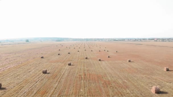 Campo de verão com palheiros rolados contra céu ensolarado. Agronomia e agronegócio — Vídeo de Stock