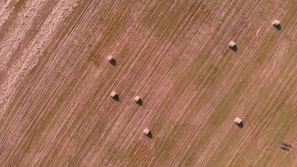 Rollos de heno en el campo de trigo grande en el campo. Haystacks fardos en el campo de la agricultura — Vídeo de stock