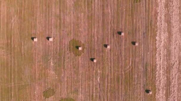 Fardos de heno en el campo después de la cosecha. Campo agrícola. Campo de oro paisaje — Vídeos de Stock