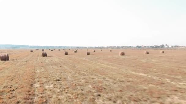 Тюки з прокату сіна в сонячний літній день. Стійки на пшеничному полі. Фермерські землі в сільській місцевості — стокове відео