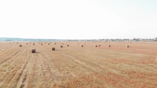 Stacks of baled hay on agriculture farm field after harvesting. Haystacks on wheat field — Stockvideo