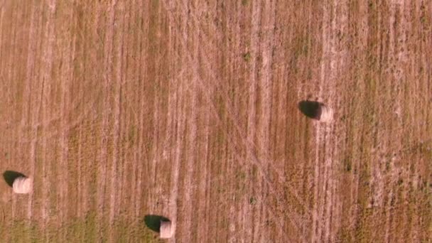 Στρογγυλές μπάλες άχυρου στο χωράφι με το σιτάρι μετά τη συγκομιδή. Γεωπονία και γεωργία — Αρχείο Βίντεο