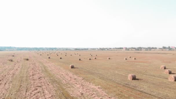 Haystack i fält. Guldgul hö på skördat fält. Hö insvept i höstack — Stockvideo