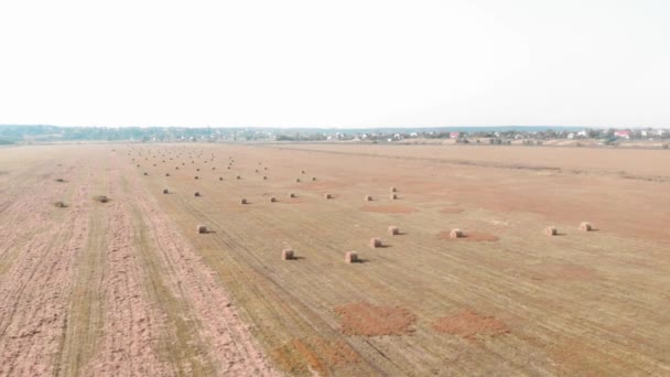 Hay field with round haystacks. Haystacks on wheat farm field. Rural wild nature — Stockvideo