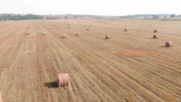 Летнее поле с тюками сена. Склады по сельскому хозяйству после уборки — стоковое видео