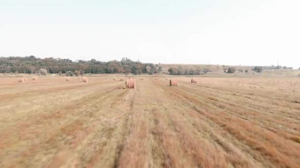 Haystacks no terreno. Ricks no campo de trigo. Campo de verão com fardos de feno redondo — Vídeo de Stock