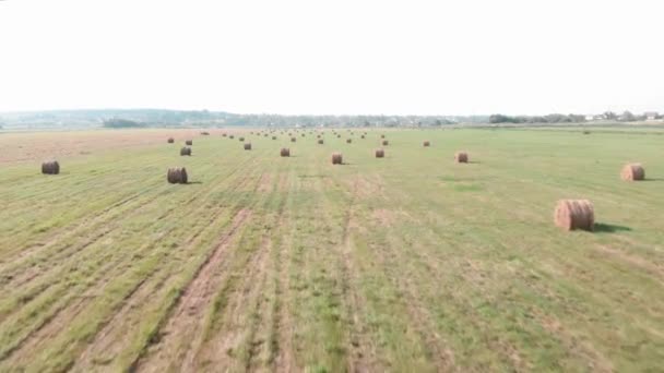 Campo de verano y pajar. Pacas de heno laminadas redondas en el campo verde cosechado — Vídeo de stock