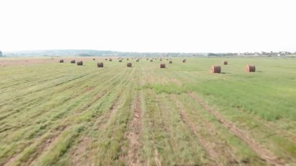 Haystacks en el campo con hierba verde. Rollos de heno en campo grande. Cosecha y agricultura — Vídeos de Stock