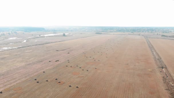 Pacas redondas de paja en el campo de trigo después de la cosecha. Campo pajar paisaje — Vídeo de stock