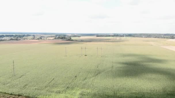 Elektrik hatları ve direkleriyle yeşil tarım alanları. Yeşil alanlardaki elektrik iletim kuleleri — Stok video