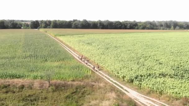 Bisikletçiler toprak kırsal yolda çakıllı bisikletlerle gezerler. Motosiklet maceraları — Stok video