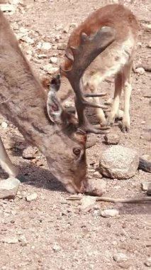 Geyikler mısır yiyor. Bahçede mısır yiyen geyik sürüsü. Kahverengi geyikler, yaklaşın. Geyik parkta otluyor. Dikey Video