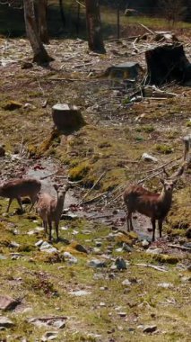 Ormandaki çayırlarda geyik otluyor. Bahar ormanında kızıl geyik. Beyaz kuyruklu geyik orman otlağında. Doğal ortamlarında geyik yetiştiriyorlar. Doğa yaban hayatı. Hayvan yaban hayatı. Dikey Video
