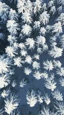 Karlı çam ağaçlarının arasından yol manzarası. Otomobil country yolu ile destansı dağ manzarası. Dikey video