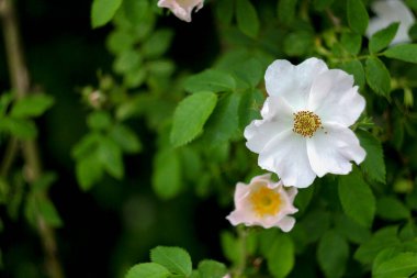 Ağaçtaki beyaz çiçekler