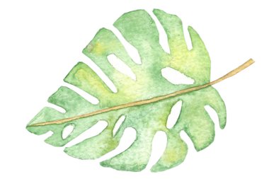 İzole edilmiş beyaz arka plan çiziminde tropikal yaprakların suluboya resmi. Logo, ambalaj, baskı kumaşı, kart sıkma.