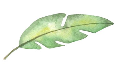 İzole edilmiş beyaz arka plan çiziminde tropikal yaprakların suluboya resmi. Logo, ambalaj, baskı kumaşı, kart sıkma.