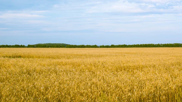 Поля жита Ліцензійні Стокові Зображення