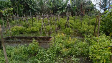 Bahçedeki yeşil çimenler