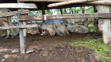 a closeup shot of a pile of cows on a farm in a village in the mountains