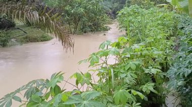 Sakin nehir kıyısını çevreleyen yemyeşil