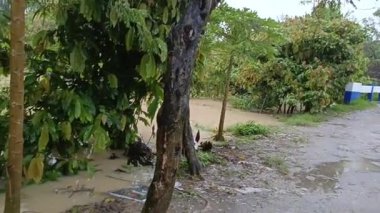 Ağaçların ve bitki örtüsünün yakınındaki su baskını alanı