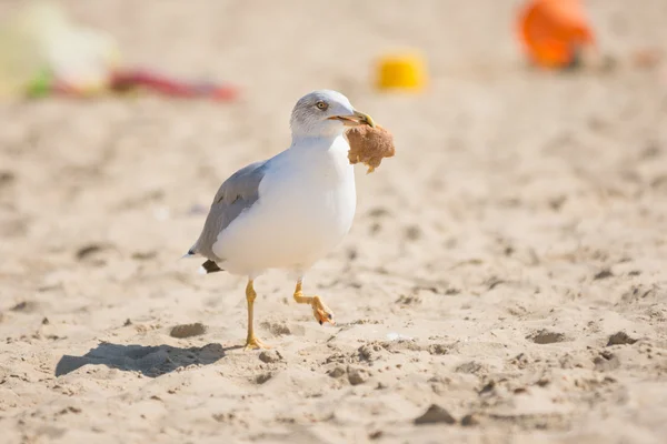 Чайка тащила кусок хлеба и бегала по песчаному пляжу — стоковое фото