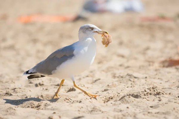 Gaviota corriendo por la playa con un trozo de pan en su pico — Foto de Stock