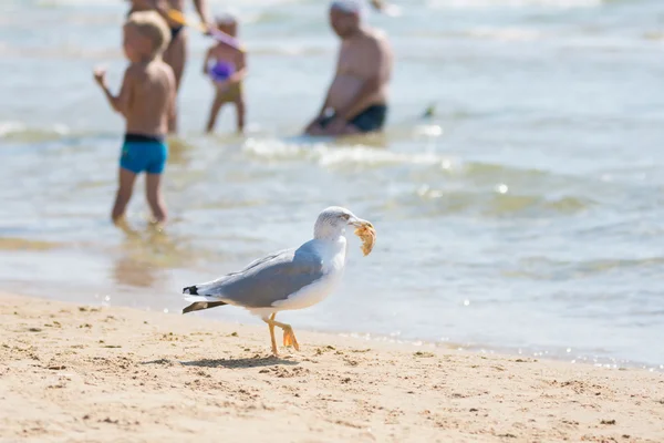 Mouette sur la plage bord de mer traîné un morceau de chignon avec les vacanciers — Photo