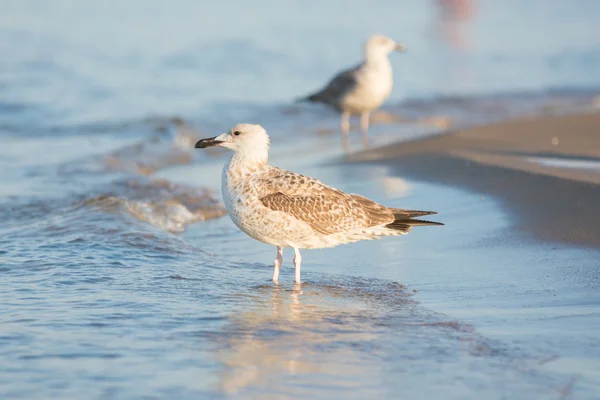 Deux mouettes sur la plage tôt le matin — Photo