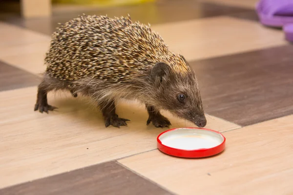 Hedgehog wszedł do domu i znalazł czapkę z mlekiem — Zdjęcie stockowe