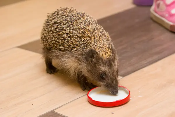 Hedgehog w korytarzu picie mleka czapki — Zdjęcie stockowe