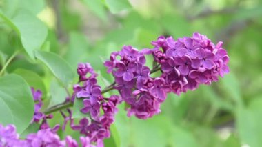 Yeşil yeşillik bulanıklık arka plan üzerinde Eflatun çiçekler