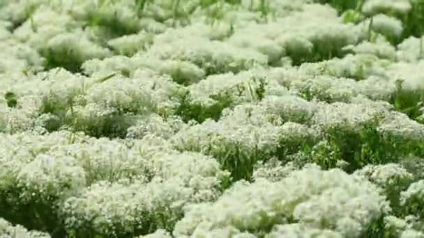 Snår av blommande yarrow på en våren äng — Stockvideo