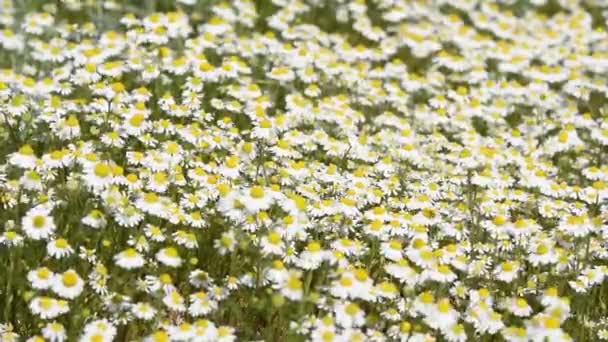 Moitas de camomila em um prado de primavera — Vídeo de Stock