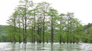Cypress bataklık su bahar