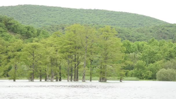 Cypress bažiny roste z vody na jezeře na pozadí hory — Stock video