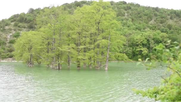 Cypress moeras groeien uit het water op de achtergrond van bergen die begroeid met bomen — Stockvideo