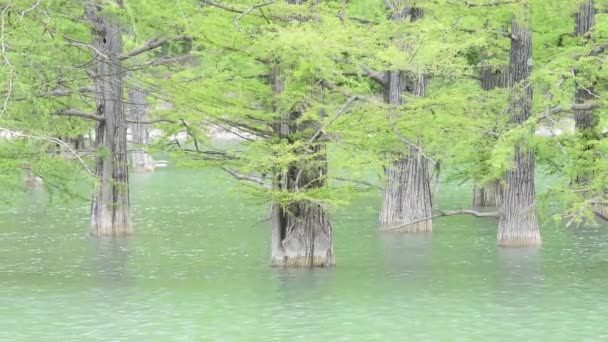 Tree trunks of cypress swamp, growing out of the water close-up — Stock Video