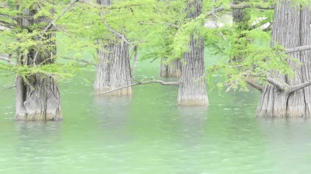 Tree trunks of cypress swamp closeup in water — Stock Video