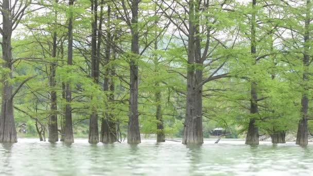 Trunks closeup cypress swamp, growing out of the water — Stock Video