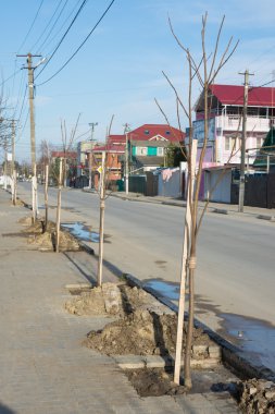 Yol boyunca ceviz fidan dikti