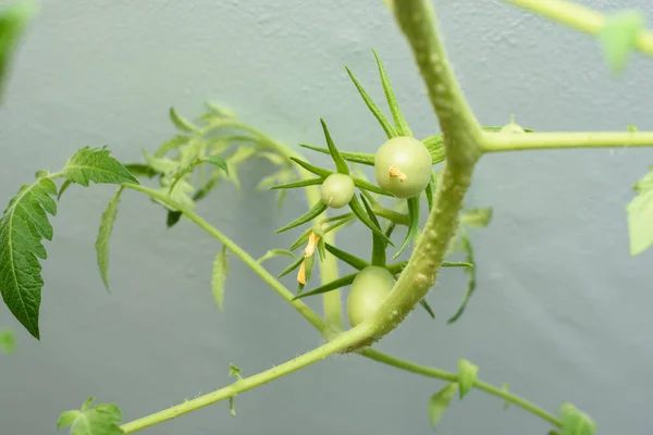 Green Unripe Fruits Tomatoes Ceiling Grown Home — Stock Photo, Image