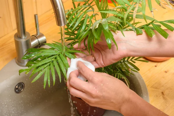 Una Niña Lava Las Hojas Una Planta Interior Bajo Agua — Foto de Stock