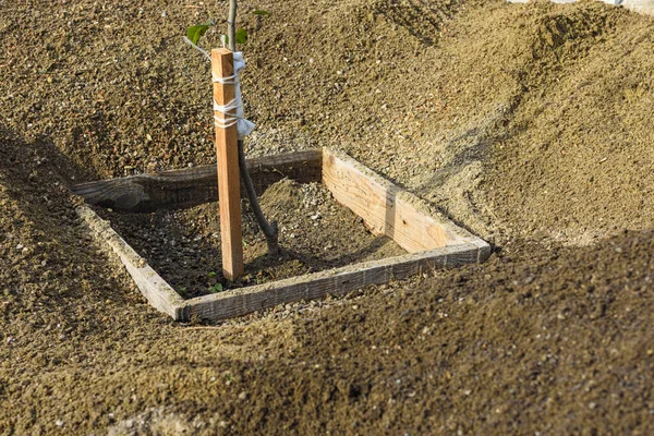 Trädplanta Planteras Ett Hål Runt Hög Med Sållad Jord — Stockfoto